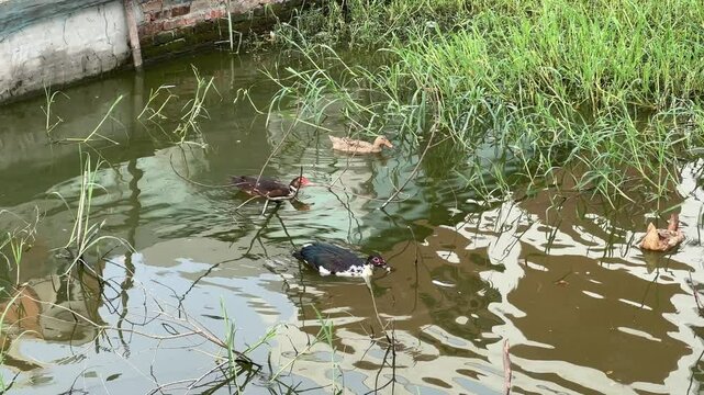 Domestic ducks swimming in a tranquil canal, A serene view of several ducks of varying colors peacefully swimming in a shallow canal.