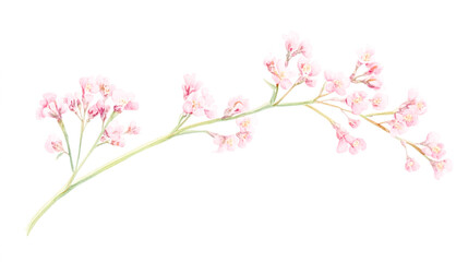 Fototapeta premium Botanical illustration of coral limonium flower sprig isolated on clean white background