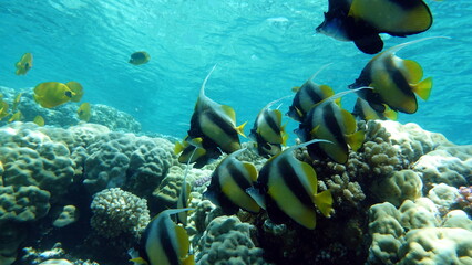 Colorful tropical fish on a coral reef, amazingly beautiful fairy world. In the coral gardens of the Red Sea.
