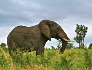 African Elephant Grazing Near Trees in Arid Landscape Setting