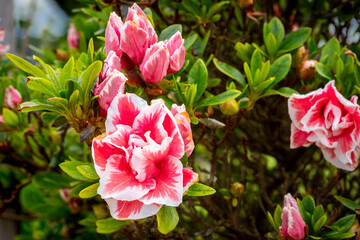Close-up of vivid pink and white azalea flowers with lush green foliage in a garden with blurred...