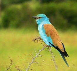 Beautiful European Roller Coracias garrulus Bird Resting on a Branch in Natural Habitat