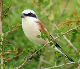 Colorful Red-backed shrike Bird Perched on a Bush Branch with Green Background