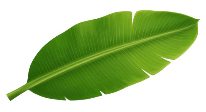 Emerald Fan A vibrant banana leaf against stark darkness defined by crisp lines and tropical allure
