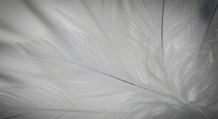 Obraz premium Delicate White Feathers Creating an Ethereal and Dreamy Background Texture