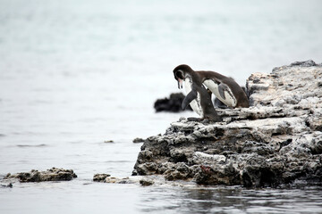 Galapagos Penguins (Spheniscus mendiculus) on Rock by Water. Tintoreras, Isabela Island, Galapagos