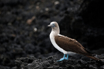 Blue-footed Booby (Sula nebouxii excisa) on Black Lava Rock. Tintoreras, Isabela Island, Galapagos
