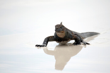 Marine Iguana (Amblyrhynchus cristatus hassi) Approaching on the Beach. Tortuga Bay, Santa Cruz Island, Galapagos