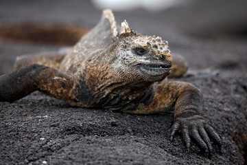 Close-up of a Marine Iguana (Amblyrhynchus cristatus albemarlensis) on Black Rock. Isabela Island, Galapagos