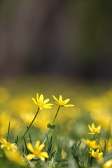 Fototapeta premium Close Up Of Bright Yellow Lesser Celandine (Ficaria Verna) Flowers Blooming In Grass. Shallow Depth Of Field, Soft Focus Background. Early Spring Wildflowers.