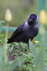 Portrait Of A Western Jackdaw (Corvus Monedula) Standing On Green Grass And Clover, Looking Curiously At The Camera. Blurred Tulips In The Background. Urban Wildlife.