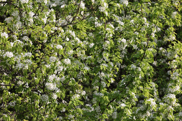 Fototapeta premium Background Texture Of A Fruit Tree (Apple Or Pear) Densely Covered With White Spring Blossoms And Fresh Green Leaves. Abundant Blooming In An Orchard.
