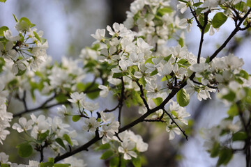 Close Up Of White Flowers Blooming On A Fruit Tree Branch (Possibly Pear Or Apple) In Spring. Delicate Petals And Green Leaves Against A Softly Blurred Background.