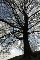 Silhouette Of A Large Spreading Tree With Bare Branches And Early Spring Leaves Against A Blue Sky With White Clouds. View From Below. Nature Power Concept.