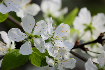 Extreme Close Up (Macro) Of White Apple Tree Blossoms Showing Detailed Petals And Yellow Stamens. Delicate Spring Floral Background With Green Leaves.