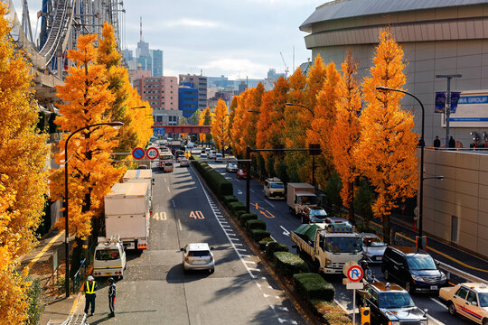 Autumn scenery of a street by Tokyo Dome, with golden Ginkgo ( Gingko or Maidenhair ) trees lining up the roadsides and a Ferris Wheel & roller coaster in the amusement park, in Downtown Tokyo, Japan