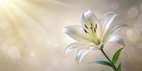 A Single Elegant White Lily Blossom Basking in Soft Sunlight Against a Dreamy Background
