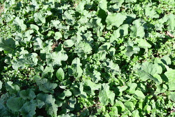 green leaves background