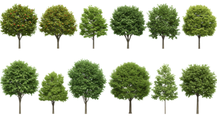 Forest canopy collage tree silhouettes on black