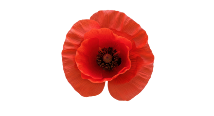 Crimson poppy bloom petals unfurl in striking detail against dark canvas