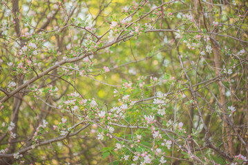 Nature in spring. Springtime. Trees blooming in spring.