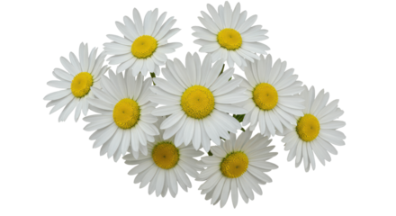 Daisies in Bloom A Symphony of White Petals on Black
