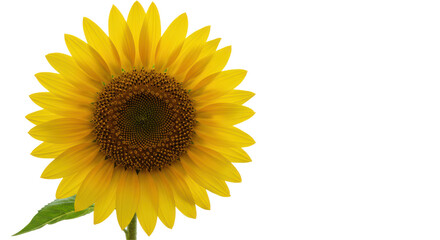 Obraz premium Golden sunflower blooming against a stark black backdrop