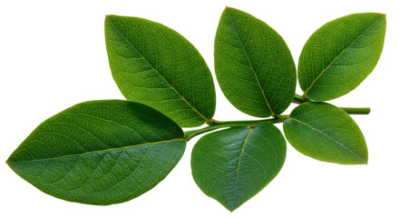 Fototapeta premium Green leaves radiate from a branch detailed veins visible against the black background