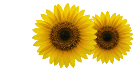 Golden twins grace the void Two vibrant sunflowers against black
