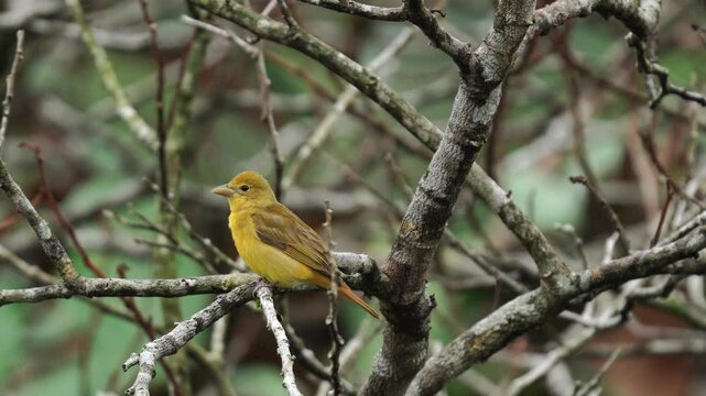 Video of a female Summer Tanager (Piranga rubra) perched calmly on a tree branch. The bird, with its soft yellow plumage, blends naturally with the surrounding greenery. After a brief pause, the tanag