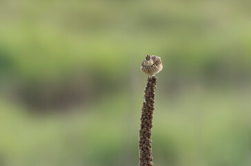 Skylark Alauda arvensis in close view in Bretagne, France