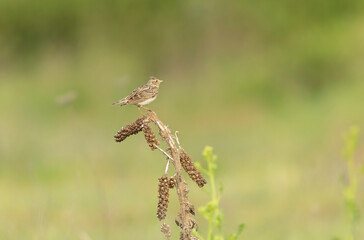 Skylark Alauda arvensis in close view in Bretagne, France
