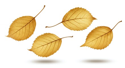 Fototapeta premium Autumn Leaves Floating Against White Background
