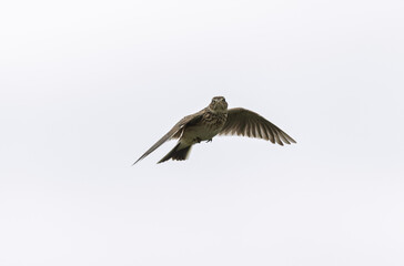 Skylark Alauda arvensis in close view in Bretagne, France