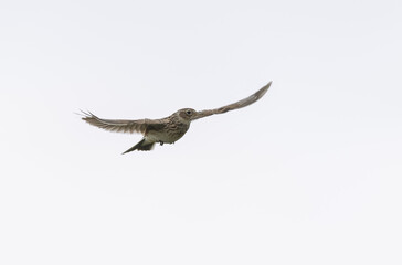 Skylark Alauda arvensis in close view in Bretagne, France