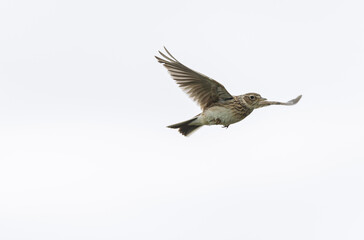 Fototapeta premium Skylark Alauda arvensis in close view in Bretagne, France