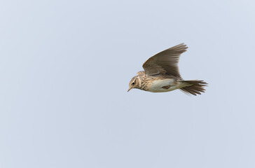 Skylark Alauda arvensis in close view in Bretagne, France