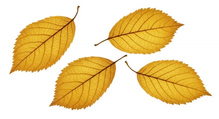 Fototapeta premium Yellow Leaves Isolated on White Background