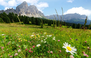 Beautiful scenery of Dolomites in summertime with view of majestic Peitlerkofel ( Sass de Putia ) Mountain in background & lovely wild flowers blooming on green grassy meadows in South Tyrol, Italy
