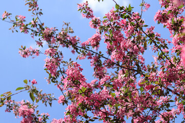 Apple tree blossoming against blue sky. Beautiful pink flowers of ornamental apple tree. Flowers close-up. Spring background. Blooming apple tree in the park. Peaceful nature background