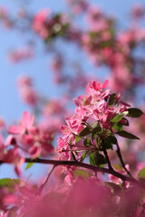 Apple tree blossoming against blue sky. Beautiful pink flowers of ornamental apple tree. Flowers close-up. Spring background. Blooming apple tree in the park. Peaceful nature background