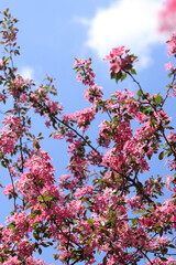 Apple tree blossoming against blue sky. Beautiful pink flowers of ornamental apple tree. Flowers close-up. Spring background. Blooming apple tree in the park. Peaceful nature background