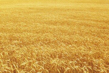 Fototapeta premium Golden Wheat Field Under Bright Sunlight During Harvest Season