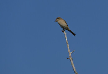 An Isabelline shrike bird is seen perched on a dry pole near a wetland lake