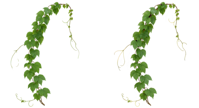 Lush green tendrils arch against the void a vibrant dance of natures embrace