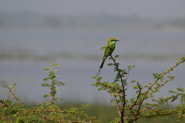 A colourful and beautiful little bee eater is seen perched on a branch of a thorny tree