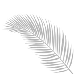 Palm leaf shadow on transparent banner background. Palm tree branch overlay effect. Shadow of tropical plant leaves. Spring summer design elements on transparent background, palm leaf png