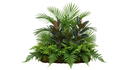 Lush tropical medley of fan palms rubber plants  ferns against stark black backdrop