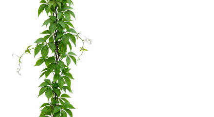 Lush Virginia creeper cascade against dark void tendrils reaching
