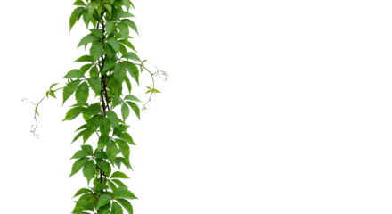 Lush Virginia creeper cascade against dark void tendrils reaching